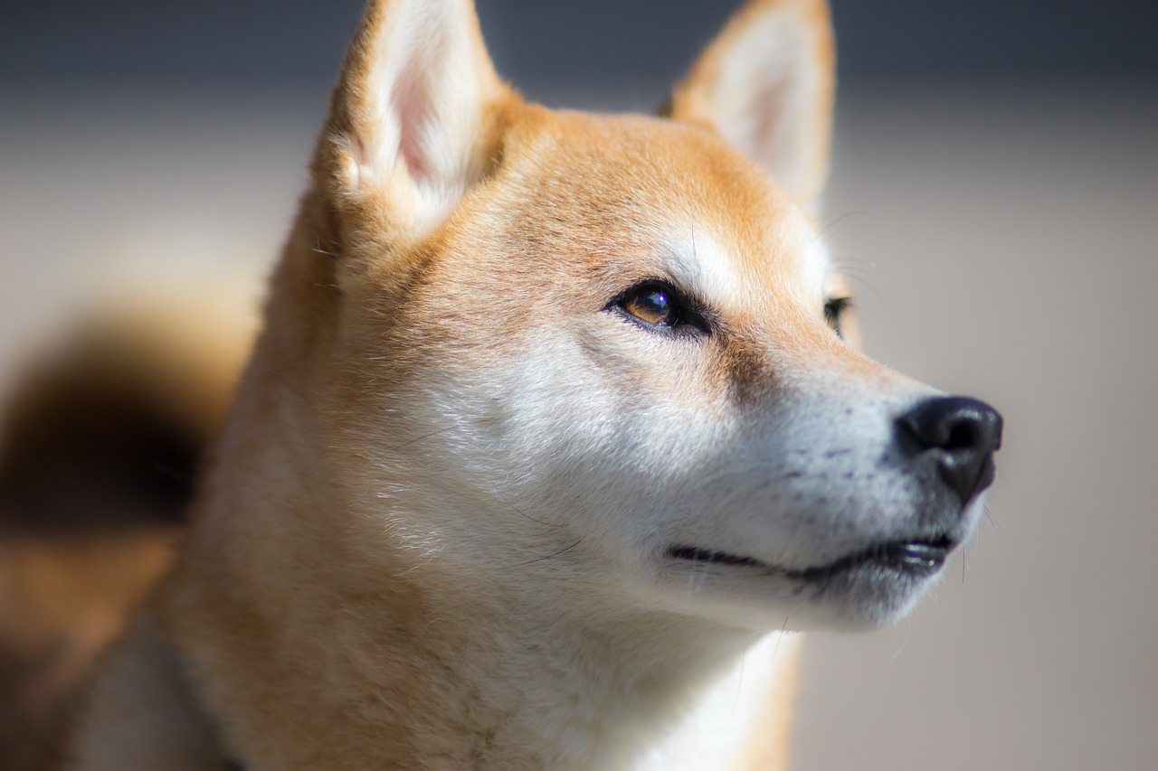 Shibas' Crypto Dominance: SHIB, the Relentless Contender for Digital Supremacy