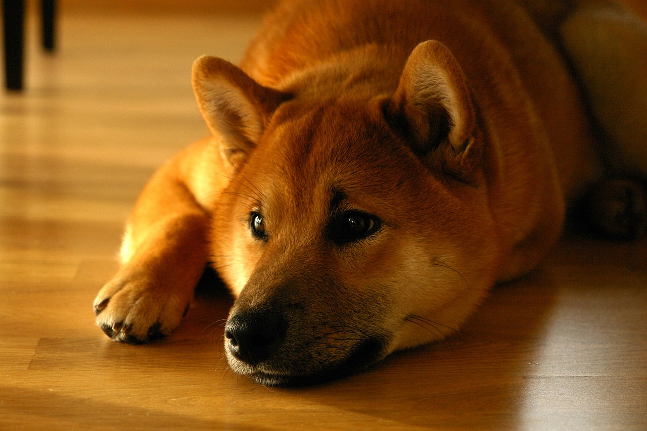 The Canine Crypto Conquest: SHIB's Remarkable Resurgence