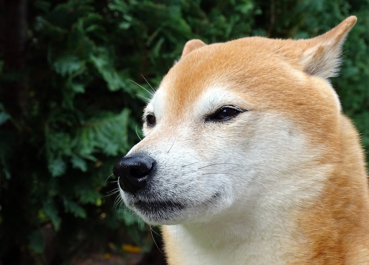 Navigating the Shiba Inu Crypto Ecosystem: The Compelling Allure of SHIB