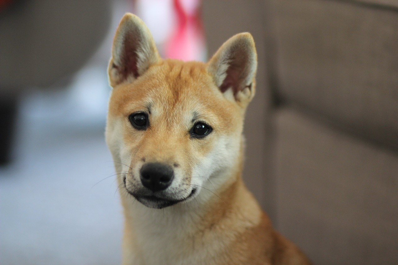 The Indomitable Spirit of SHIB: Charting the Canine Crypto's Unbreakable Resolve