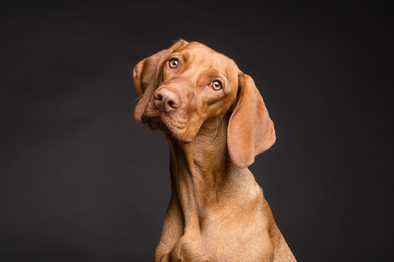 Paws-itively Incredible: This Pup's Mind-Boggling Coin Equilibrium