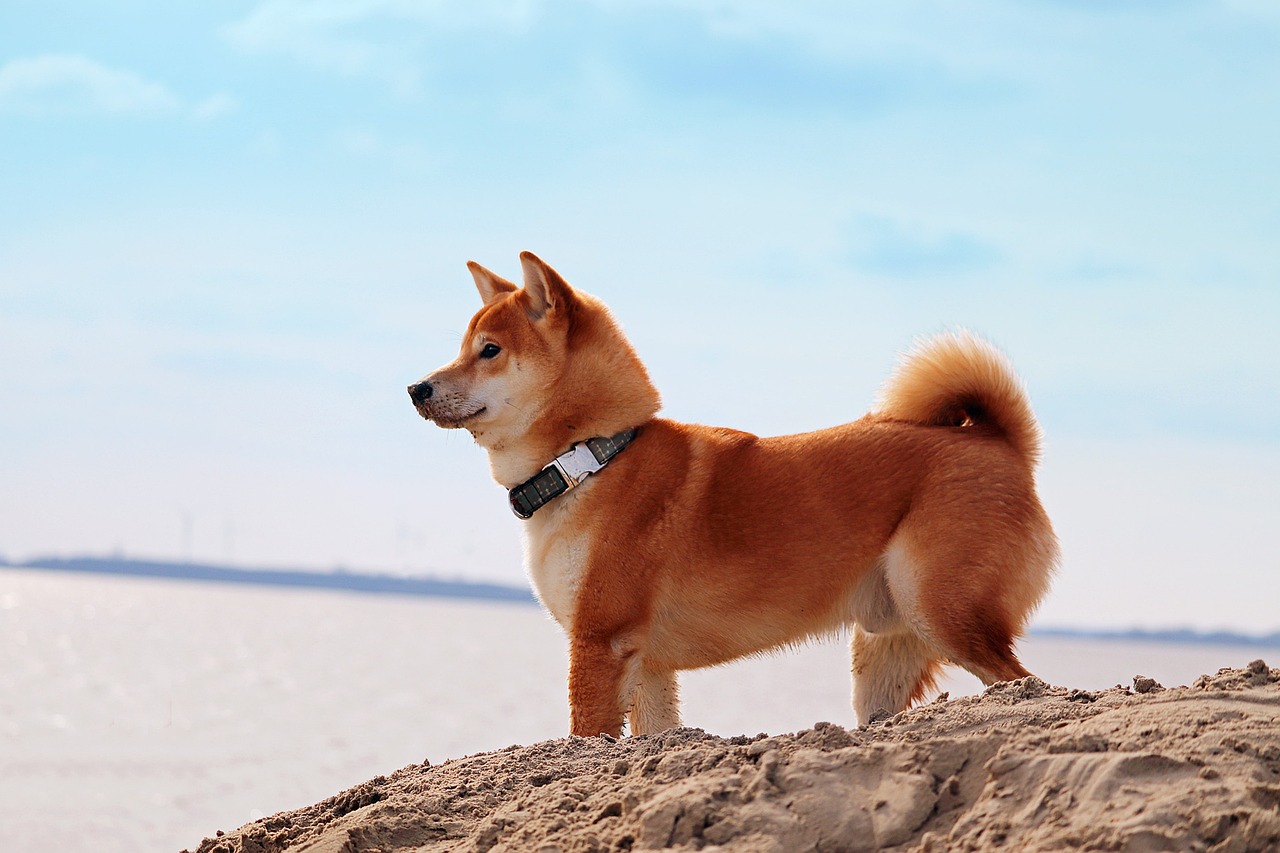 SHIB's Triumphant Journey: From Meme to Mainstream Crypto Juggernaut