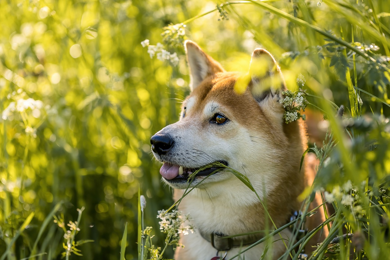 Shiba Inu's Decentralized Dominance: Charting the Meteoric Rise of SHIB