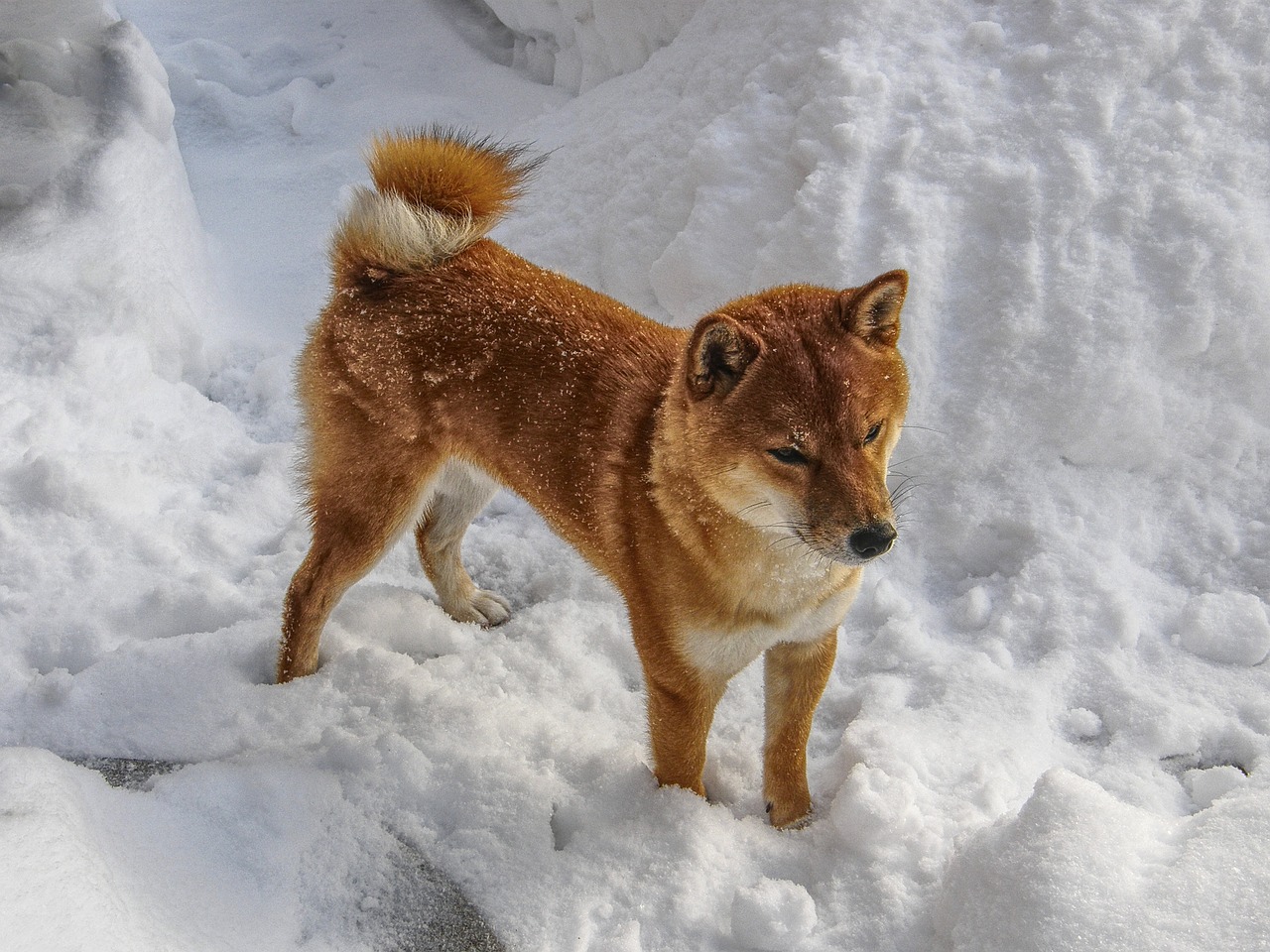 SHIB: Unleashing the Power of Decentralized Canine Crypto