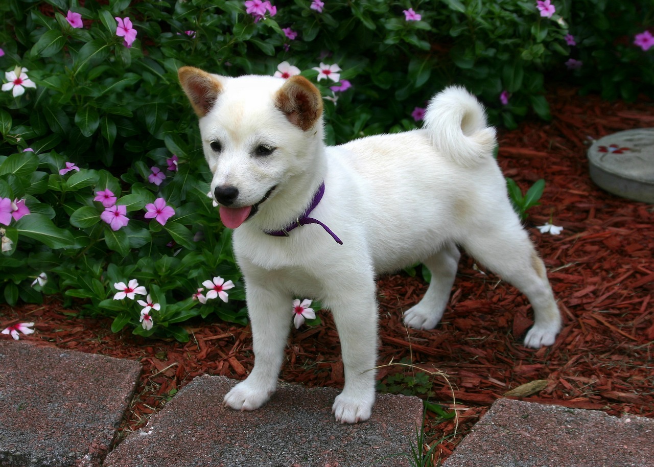 Skyrocket Your Shiba Inu SHIB Earnings: Discover the Extraordinary Technique That Defies Expectations